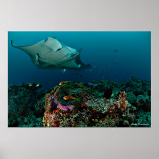 Mantarays över anemon - Poster