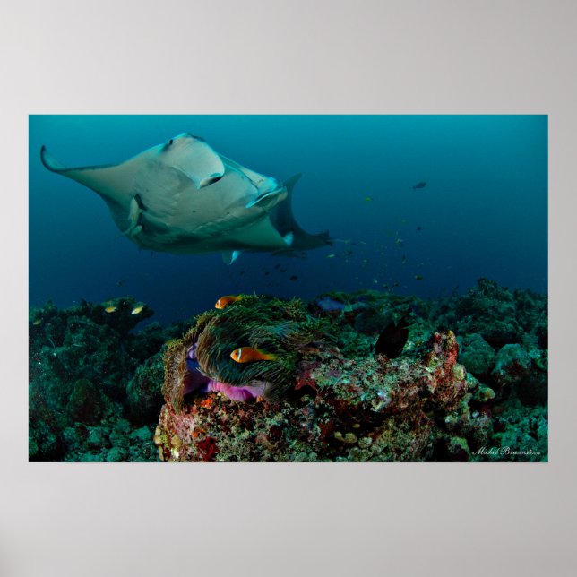 Mantarays över anemon - Poster (Framsidan)