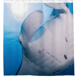 Mantavanvett: Gullig Mantastråle i solsken