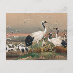 Mantchurian Crane av Joseph Varg Vykort