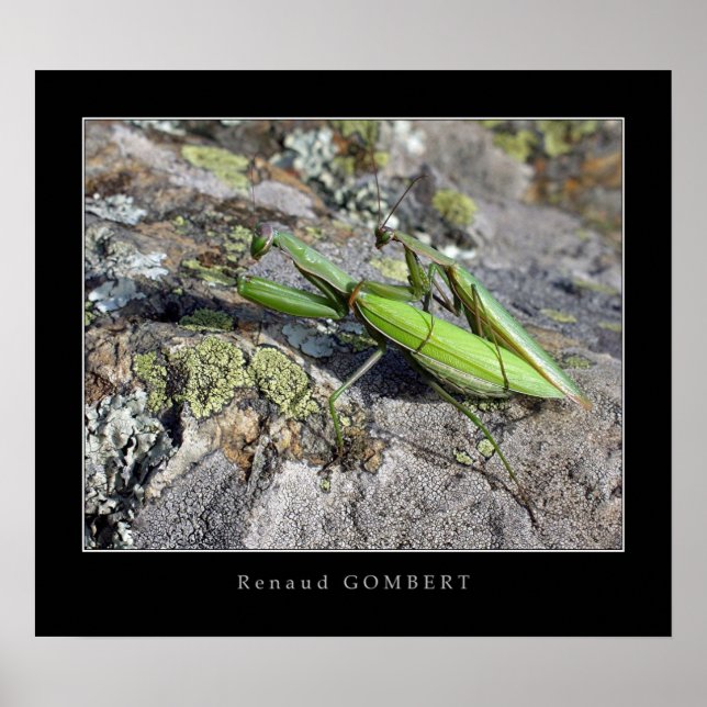 Mante Religieuse Poster (Framsidan)