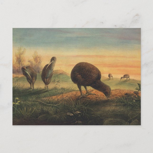 Mantell's Apteryx av Joseph Varg Vykort (Framsida)