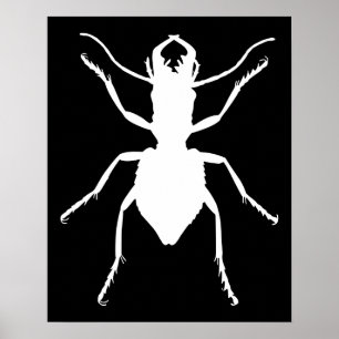 Manticora tuberculata poster