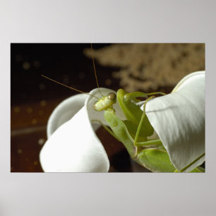 Mantid Poster