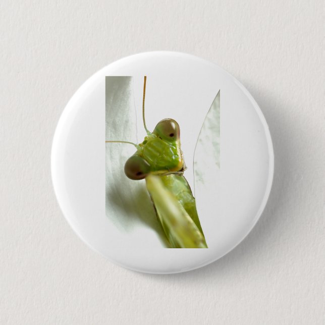 Mantids Knapp (Framsida)