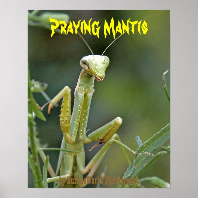 Mantis 475 Affisch (Framsidan)