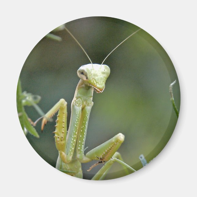 Mantis 475 Magnet (Framsidan)