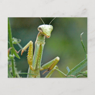 Mantis 475 vykort