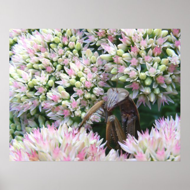 Mantis 79 ~-utskrift poster (Framsidan)