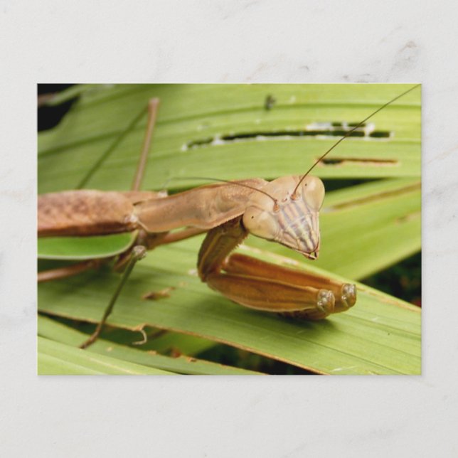 Mantis 83 ~ vykort (Framsida)