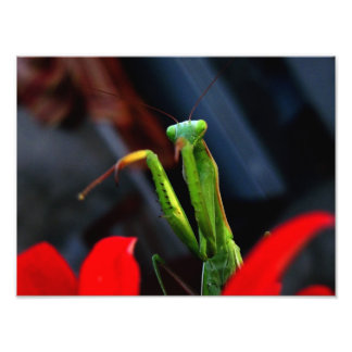mantis fototryck