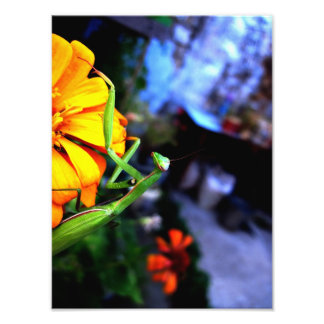 mantis fototryck