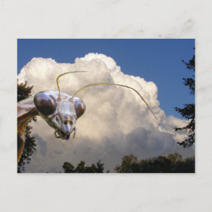 Mantis och Cloud ~ vykort