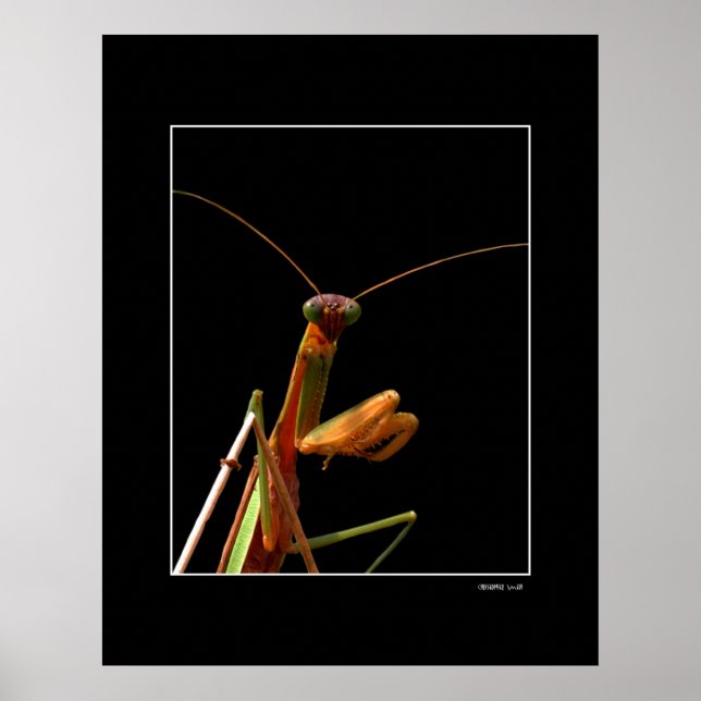 Mantis Poster (Framsidan)