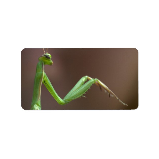 Mantis religiosa adressetikett (Framsidan)