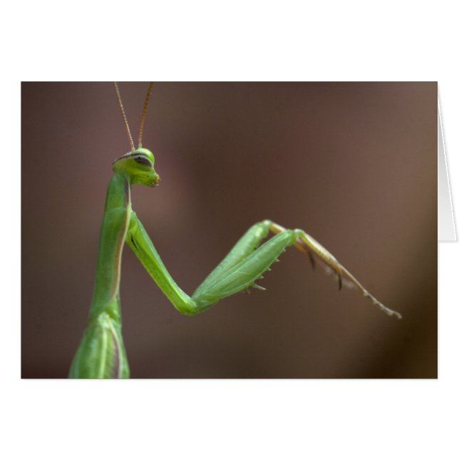 Mantis religiosa hälsningskort (Framsidan Horizontal)