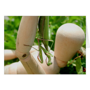 Mantis religiosa hälsningskort