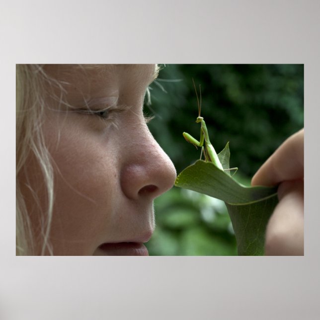 Mantis religiosa poster (Framsidan)