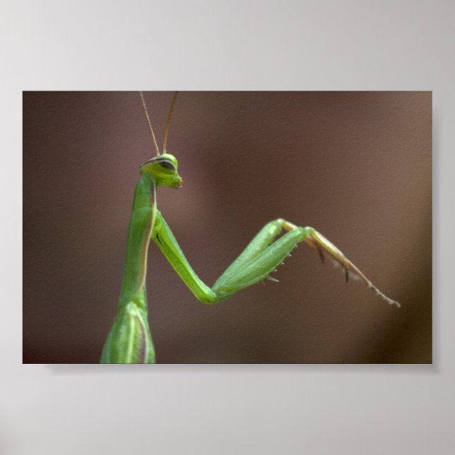 Mantis religiosa poster (Framsidan)