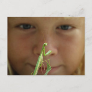 Mantis religiosa vykort