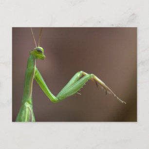 Mantis religiosa vykort