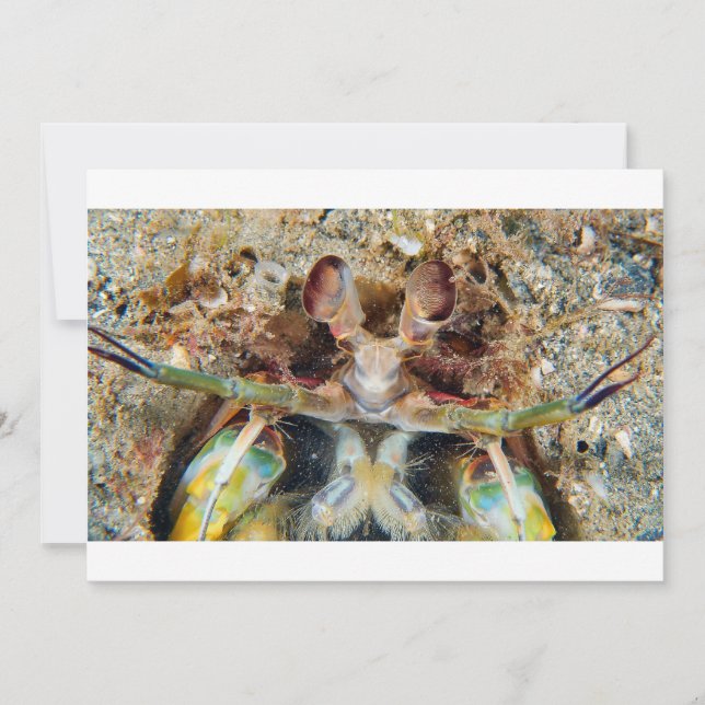 Mantis Shrimp (Framsida)