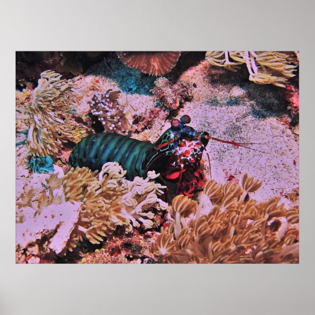 Mantis Shrimp i koralen Poster (Framsidan)