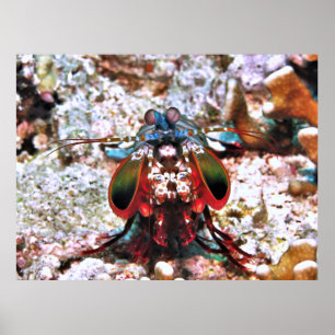 Mantis Shrimp Porträtt Poster