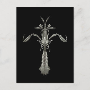 Mantis Shrimp Vykort
