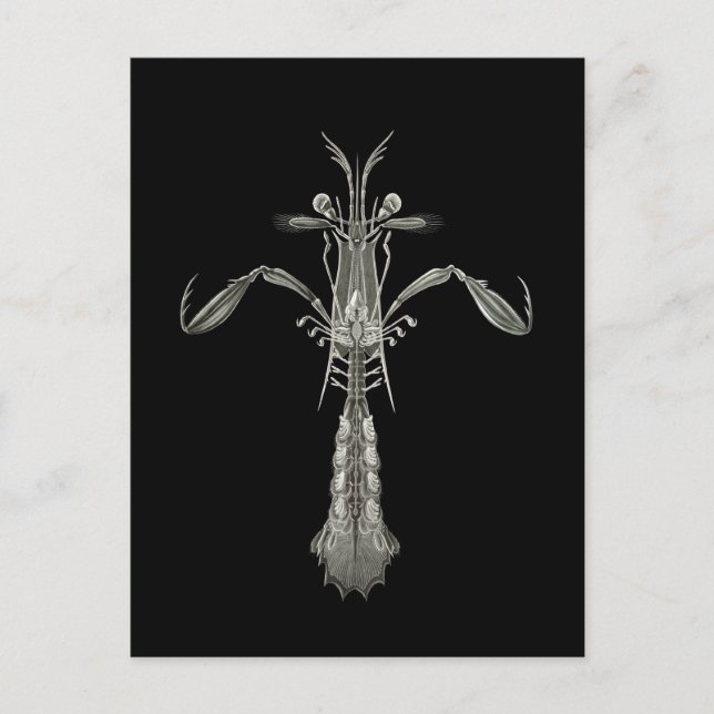 Mantis Shrimp Vykort (Framsida)