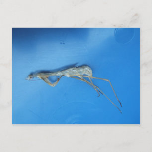 Mantis Skin ~ vykort