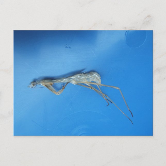 Mantis Skin ~ vykort (Framsida)