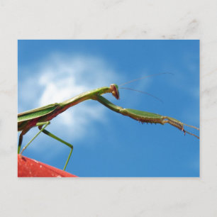 Mantis Vykort
