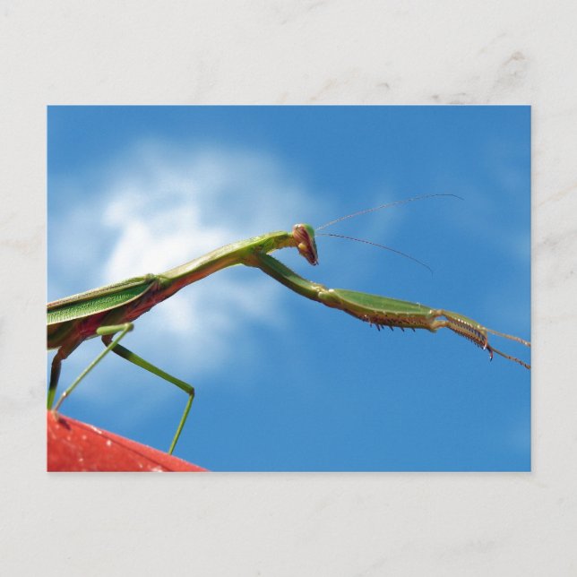 Mantis Vykort (Framsida)