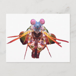 mantis vykort