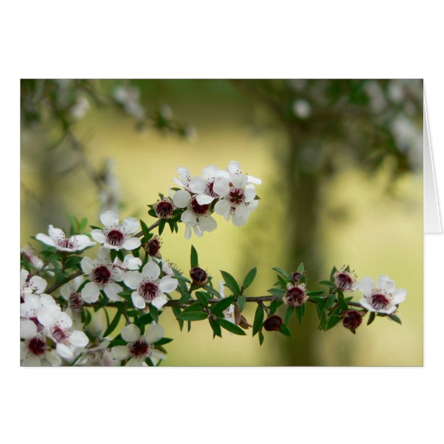 Manuka in bloom hälsningskort (Framsidan Horizontal)