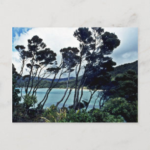 Manuka Shrubs and Beach, Stewart Island Vykort