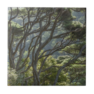 Manuka Träd Forest Nya Zeeland Kakelplatta