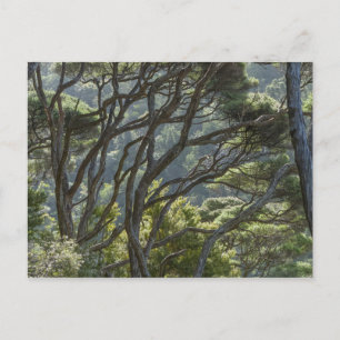 Manuka Träd Forest Nya Zeeland Vykort