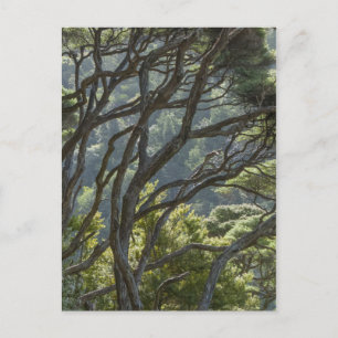 Manuka Träd Forest Nya Zeeland Vykort
