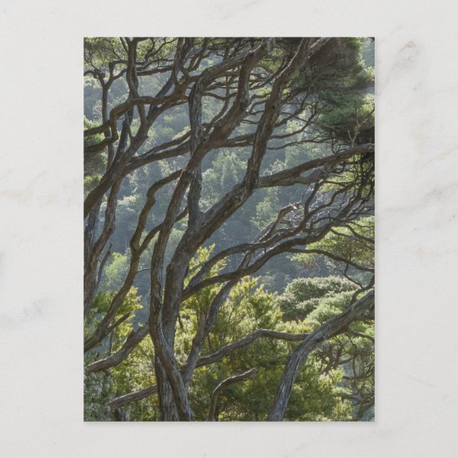Manuka Träd Forest Nya Zeeland Vykort (Framsida)