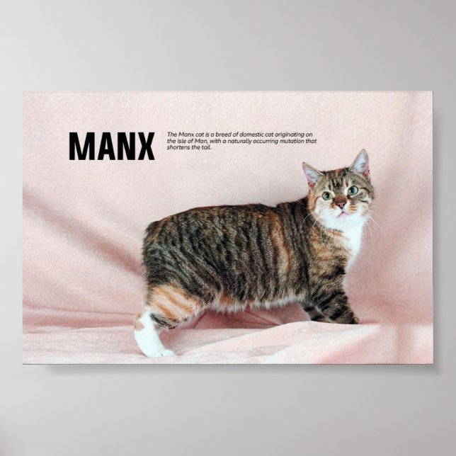 Manx Cat Breed Poster (Framsidan)