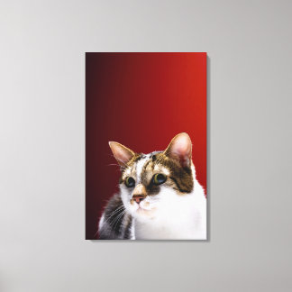 Manx cat canvastryck