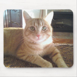 manx katt musmatta