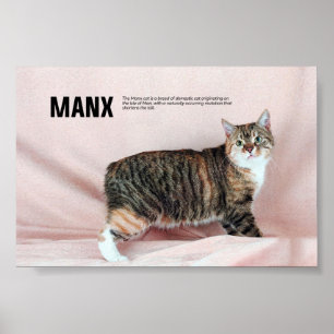 Manx Kattras Poster