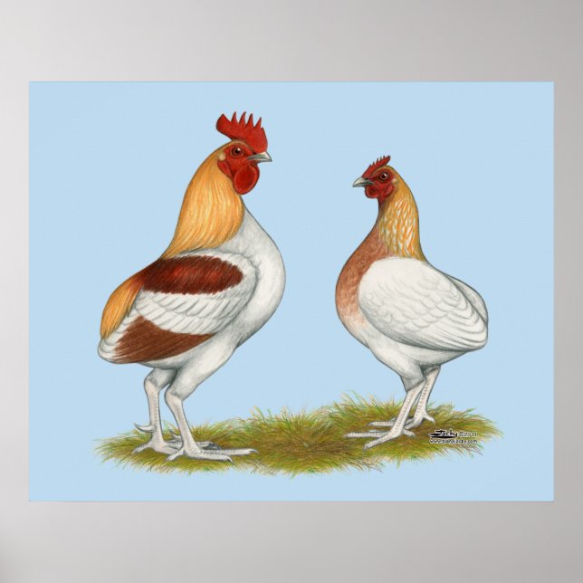 Manx Rumpies Poster (Framsidan)