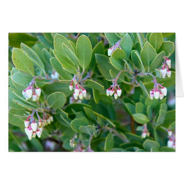 Manzanita Blommor Hälsningskort (Framsidan Horizontal)