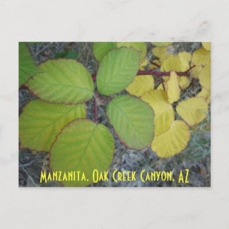 Manzanita, Oak Bäck Canyon, AZ Vykort