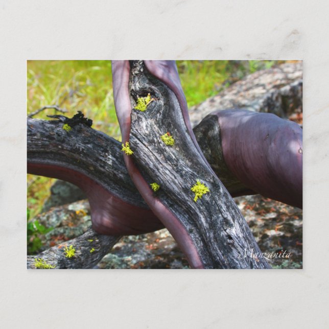 Manzanita Postcard Vykort (Framsida)