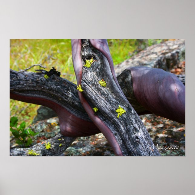 Manzanita Poster (Framsidan)